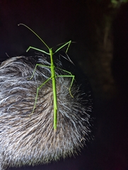 Sipyloidea rentzi