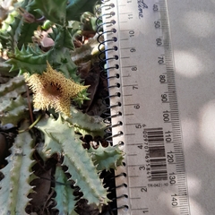 Huernia hystrix