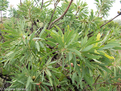 Protea caffra caffra