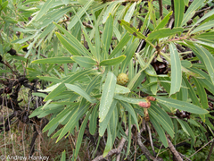 Protea caffra caffra