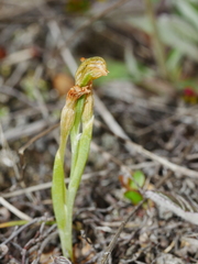 Pterostylis tanypoda