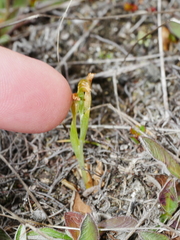 Pterostylis tanypoda