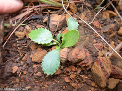 Alepidea peduncularis