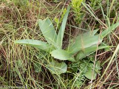Ledebouria zebrina