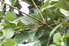 Actinodaphne hookeri