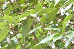 Actinodaphne hookeri