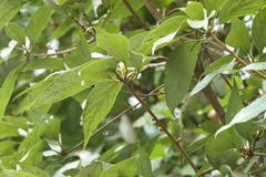 Actinodaphne hookeri