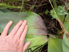 Ledebouria zebrina