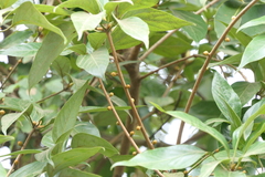 Actinodaphne hookeri