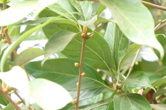 Actinodaphne hookeri