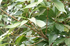 Actinodaphne hookeri