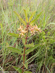 Pachycarpus appendiculatus