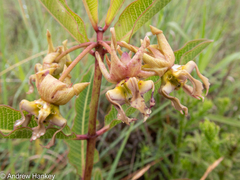 Pachycarpus appendiculatus