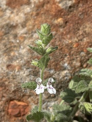 Stachys natalensis