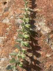 Stachys natalensis