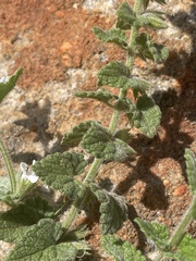 Stachys natalensis