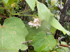 Dombeya burgessiae