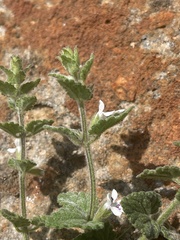 Stachys natalensis