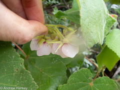 Dombeya burgessiae