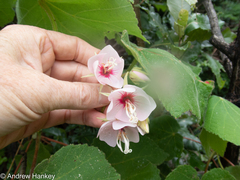 Dombeya burgessiae