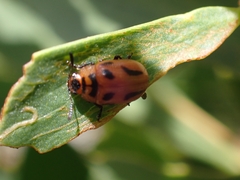 Calomela crassicornis