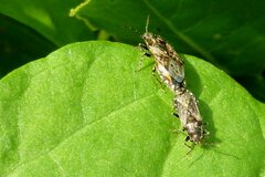 Heterogaster urticae