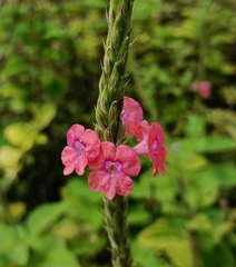 Stachytarpheta mutabilis