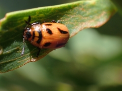 Calomela crassicornis