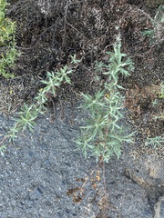 Artemisia palmeri