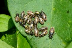 Heterogaster urticae
