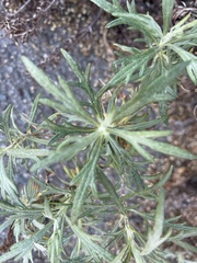Artemisia palmeri