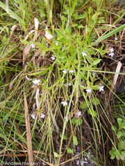 Lobelia anceps