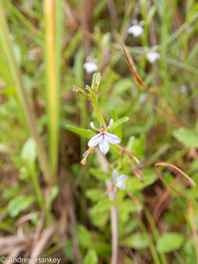 Lobelia anceps