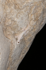 Hemidactylus lemurinus