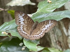 Tanaecia