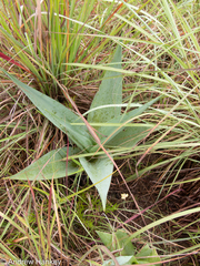 Ledebouria zebrina