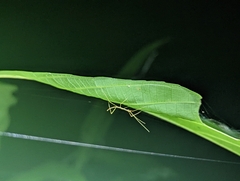 Scionecra queenslandica