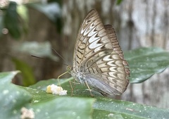 Tanaecia