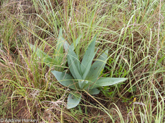 Ledebouria zebrina