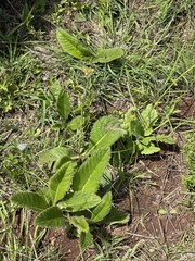 Berkheya setifera