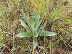 Ledebouria zebrina