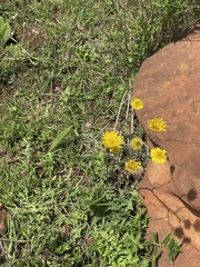 Berkheya setifera