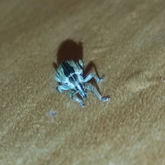 Hypera