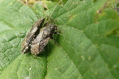 Heterogaster urticae