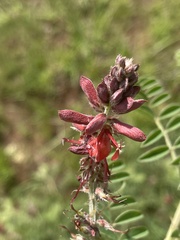 Indigofera velutina