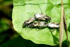 Heterogaster urticae