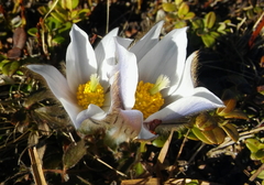 Pulsatilla vernalis