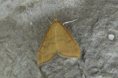 Anania crocealis