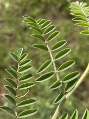 Indigofera velutina