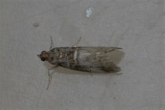 Acrobasis advenella